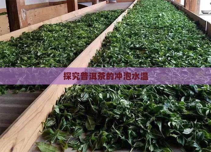 探究普洱茶的冲泡水温