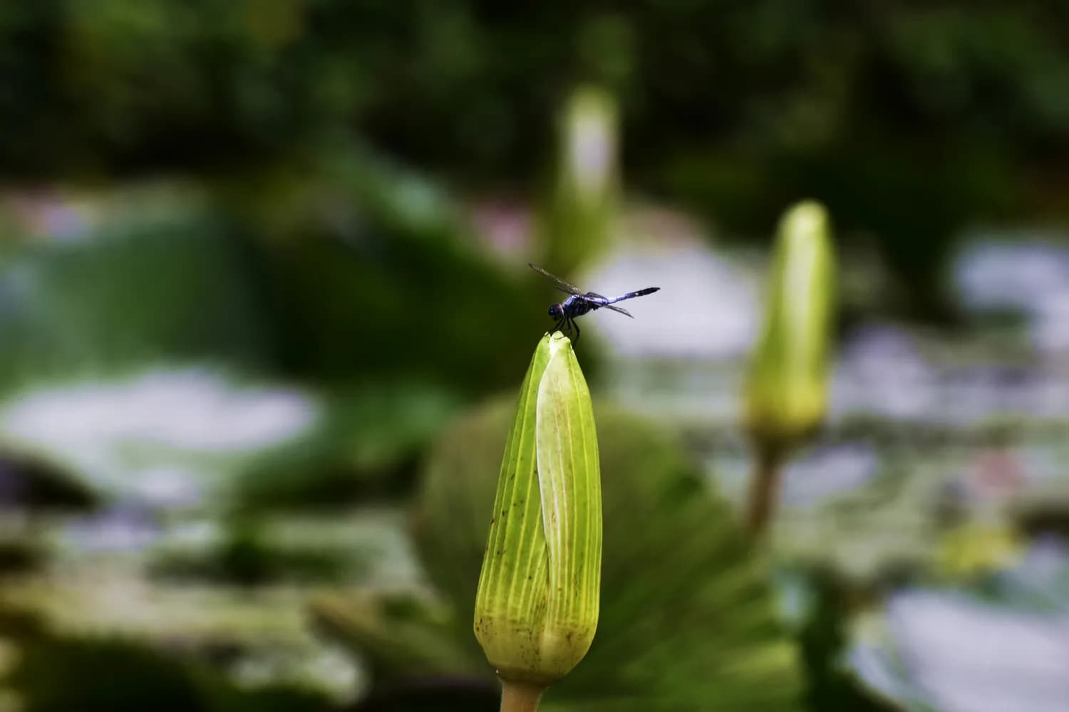 蜻蜓飞入古诗，这些诗句你背过吗？
