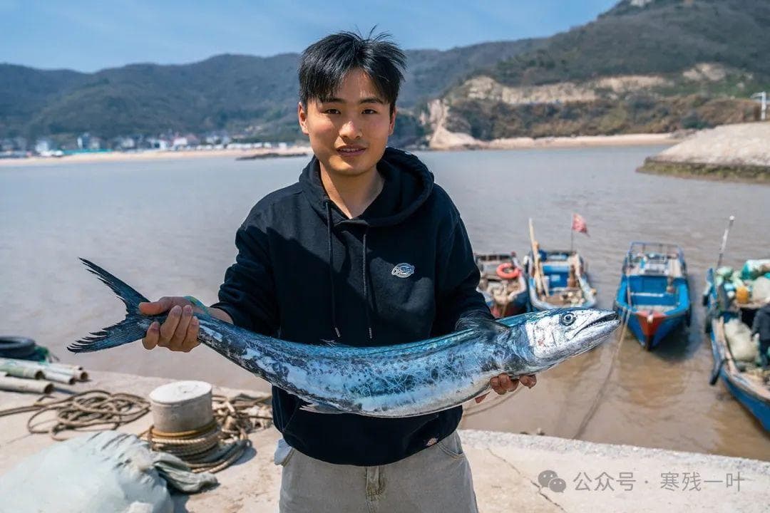揭秘浙江象山"川乌"：为何这种普通马鲛鱼能卖到百元一斤？