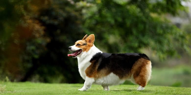 柯基犬为什么要断尾（柯基犬断尾的原因与好处）