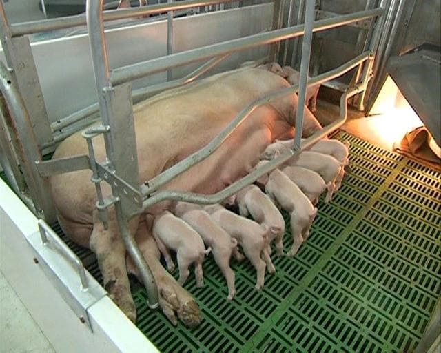 如何进一步提高母猪繁殖性能？影响我国母猪繁殖性能的主要因素分析