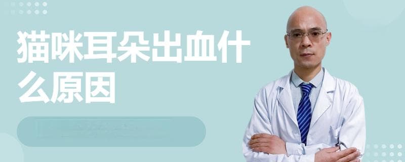猫咪耳朵出血的原因及处理方法
