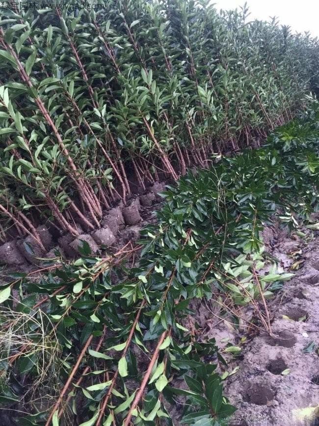 篱笆围栏用什么植物好