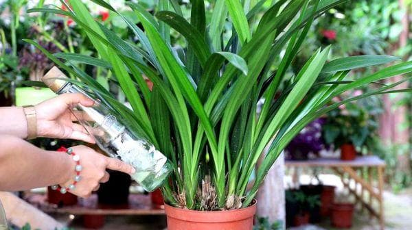 兰花的种植方法和尺寸？如何种好兰花