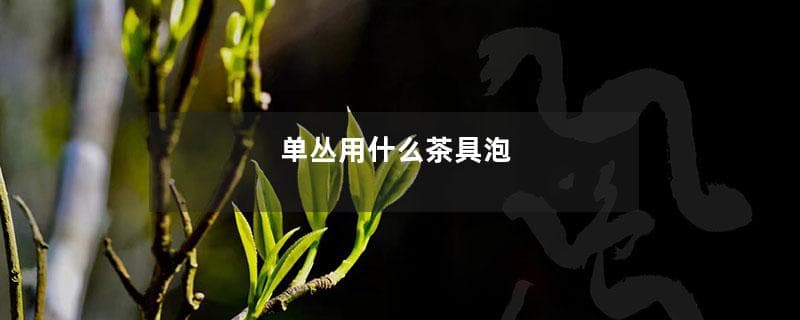 凤凰单丛茶的冲泡技巧与饮用讲究