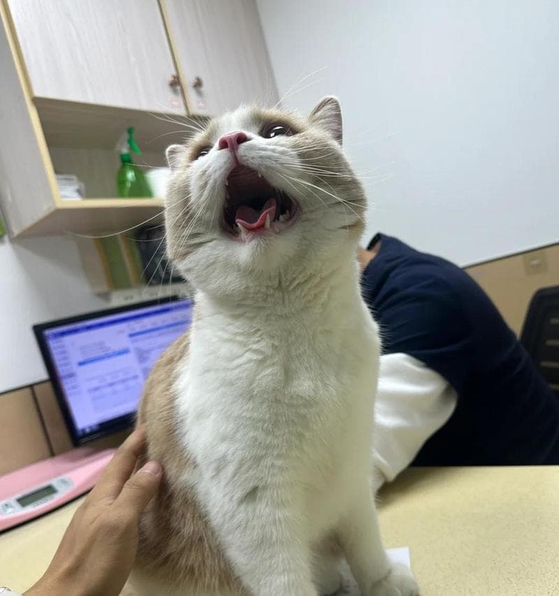 揭秘猫咪大喘气的疾病（呼吸道疾病是主要原因）