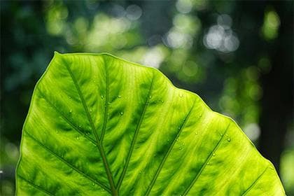 生肖是农历还是阴历