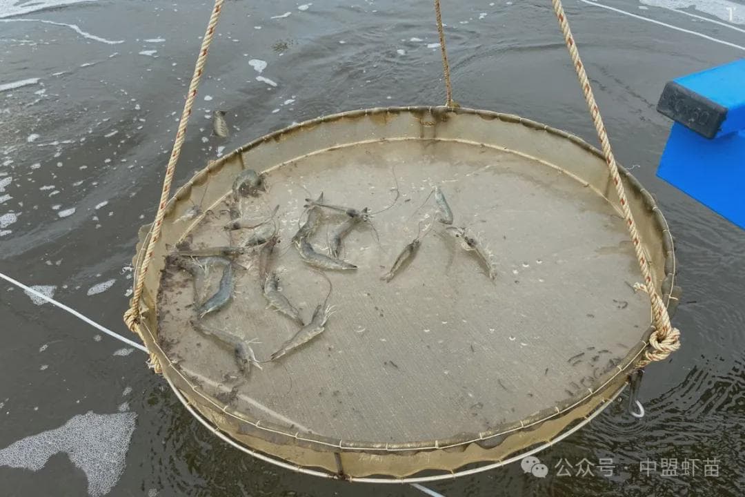 对虾养殖中，往饲料中加入有机酸和矿物质，到底有什么技巧？
