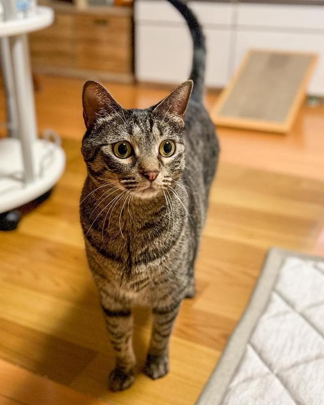 猫砂盆里经常传来奇怪的气味？快来试试这几个小妙招吧