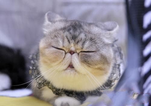 如何治疗犬猫便秘