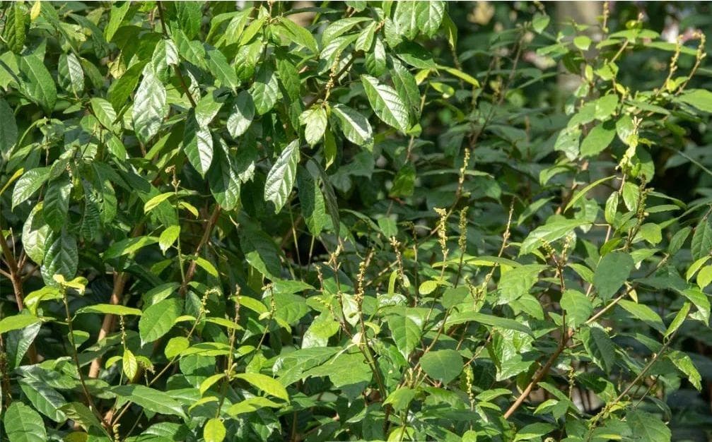 海南特产茶之鹧鸪茶：独特的热带茶饮瑰宝