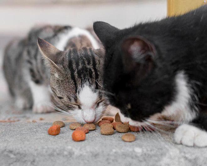 你知道猫粮怎么选吗？猫粮里这些营养成分对猫咪至关重要！