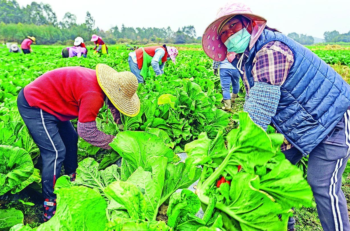惠州梅菜：从“岭南三大名菜”到现代产业转型升级