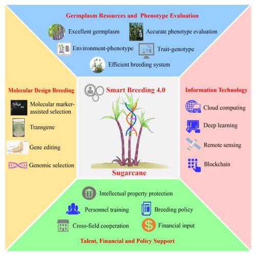 中国热科院生物所发表甘蔗育种技术与方法的研究综述