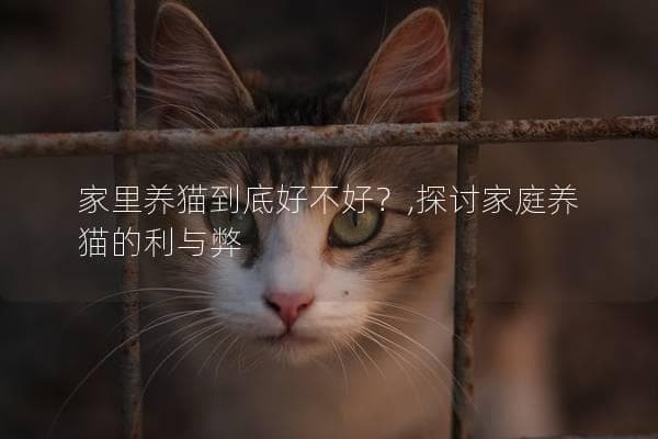 家里养猫到底好不好？，探讨家庭养猫的利与弊