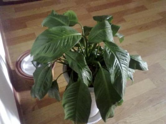 植物叶子蔫了怎么办？7大原因及应对方案详解