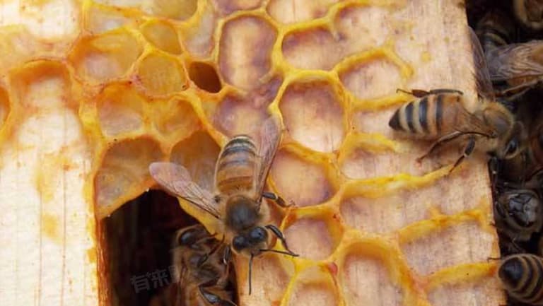 被蜜蜂蜇了怎么办