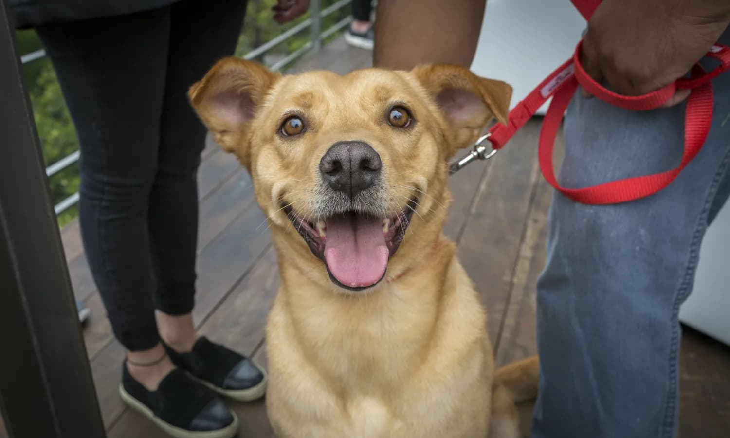 Dog 10K揭秘狗狗进化史
