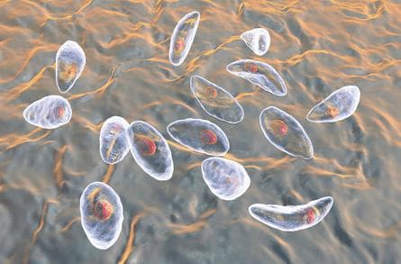 人畜共患的寄生虫病——弓形虫病