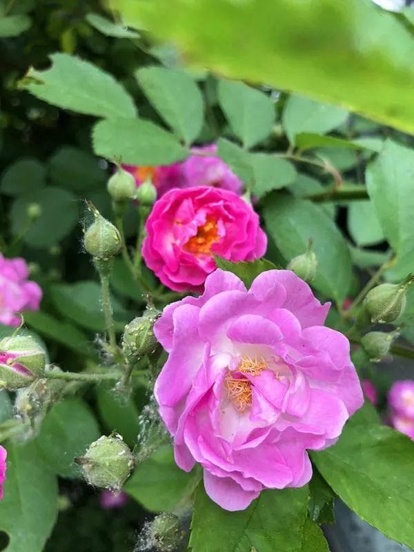 盘点花期最长的花卉：从日日春到非洲紫罗兰，这些植物能全年绽放