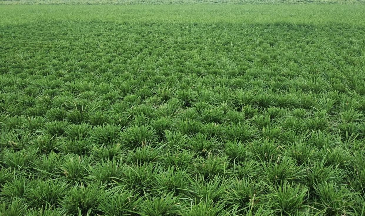 麦冬种植攻略：时间与方法全解析