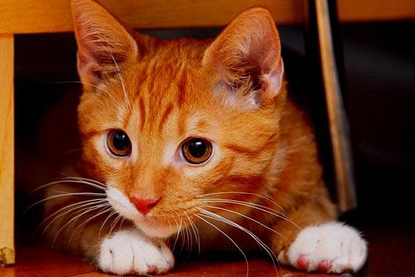 橘猫：憨态可掬的“土肥圆”