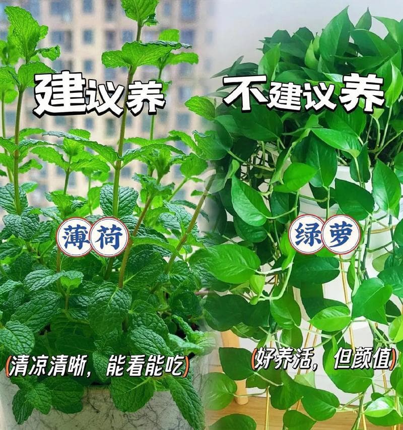 室内大花花卉如何正确养护？