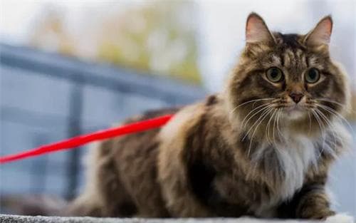 猫毛秃了一块皮肤光滑是怎么回事？