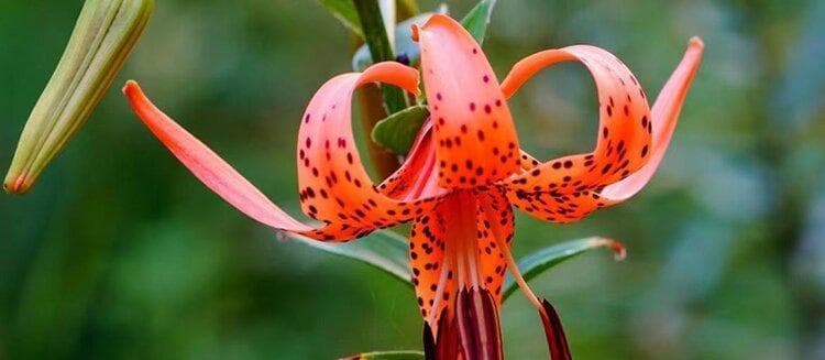 百合花：从生物学特征到多重价值
