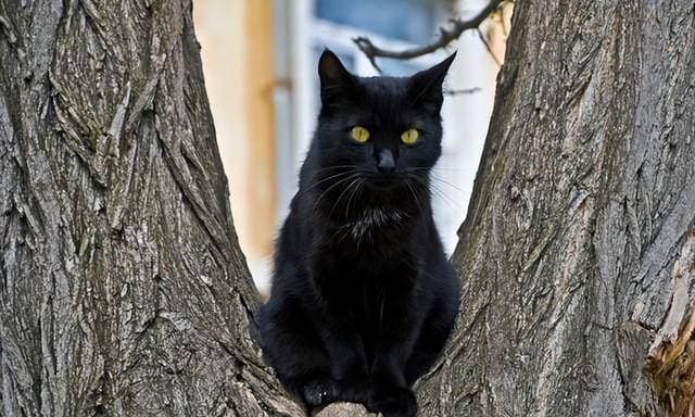 青海地区的“猫鬼神”，到底是什么神，为何被不少家庭世代供奉