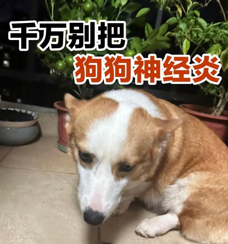 幼犬常患疾病及预防措施（保护幼犬健康，预防疾病是关键）