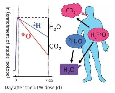 Science：颠覆每天8杯水建议，揭开人类全生命周期需水量规律