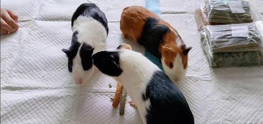 荷兰猪为何一直叫？解析其叫声的可能原因