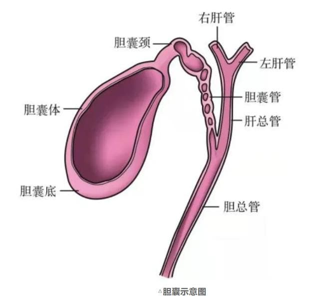 【普外科腹腔镜篇】4K超高清腹腔镜下治疗胆囊炎