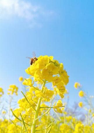 作文园地丨“我”和花草树木的那些事儿
