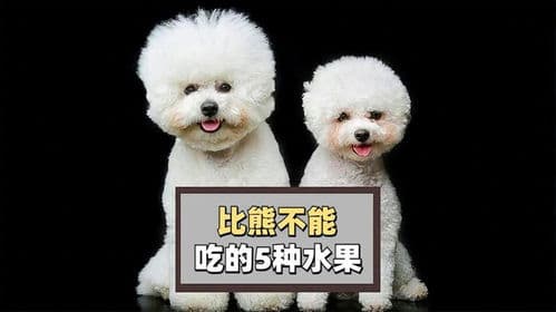 比熊宜食水果，注意适量及品种