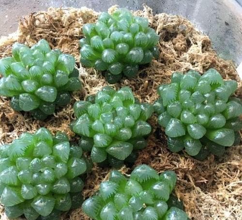 如何选择适合的土壤种植植物（解密泥土特性）
