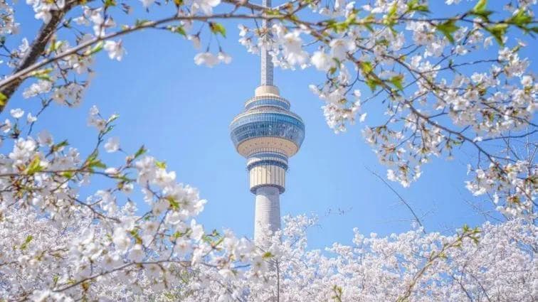 2025北京玉渊潭樱花节观赏攻略（时间+门票）