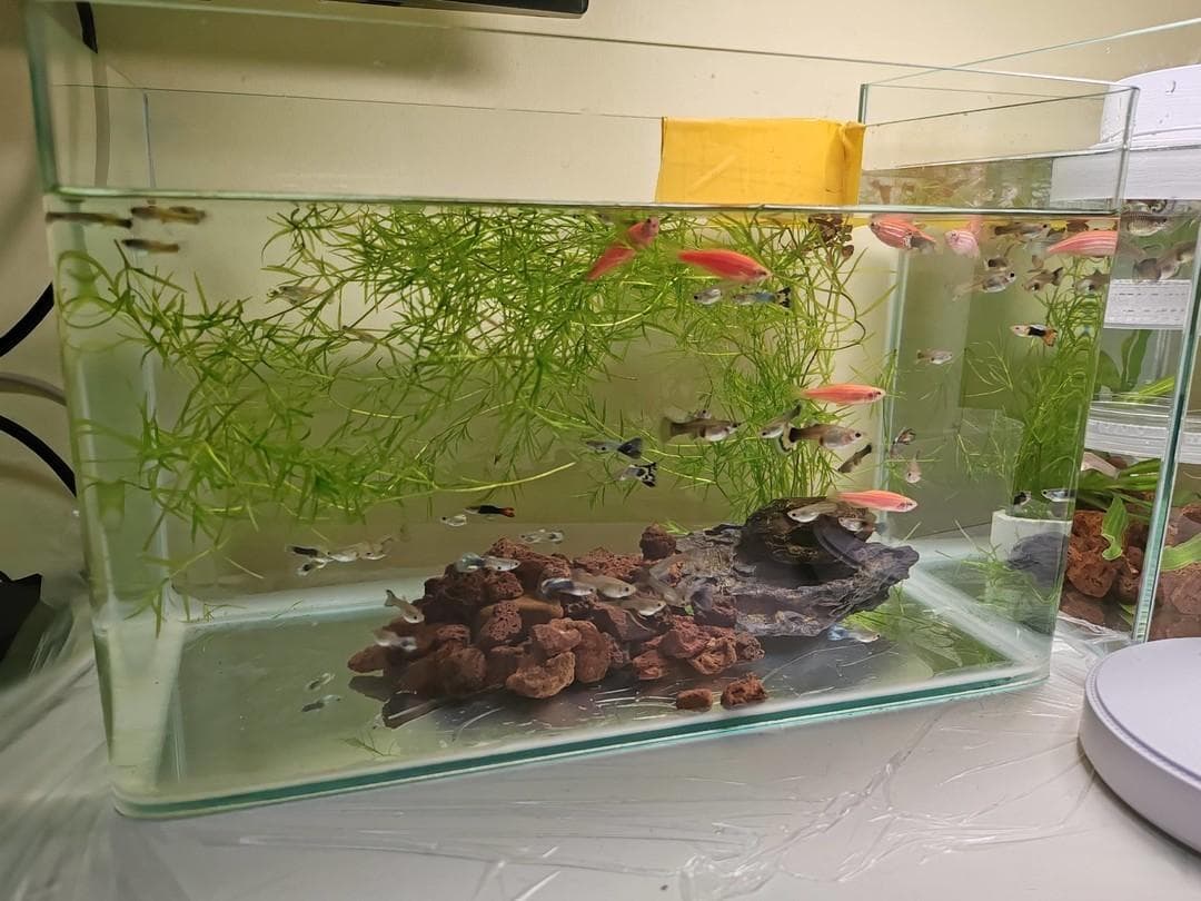 孔雀鱼饲养记：给生活添一抹灵动的色彩