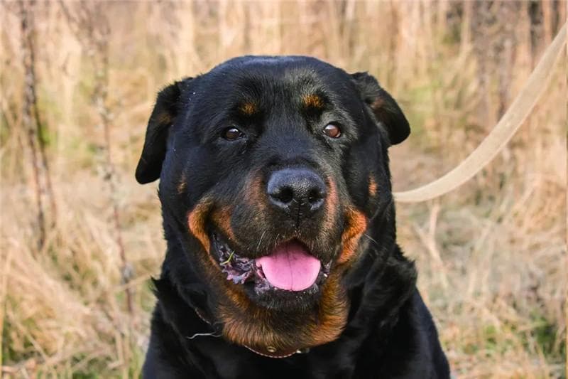 罗威纳犬：忠诚勇敢的工作犬