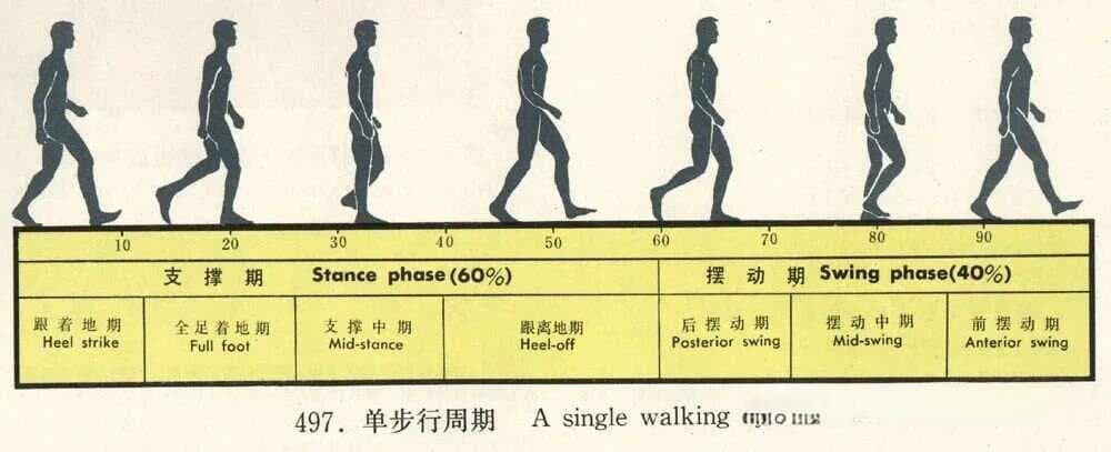 找到最佳心率，才能实现减肥增肌目标