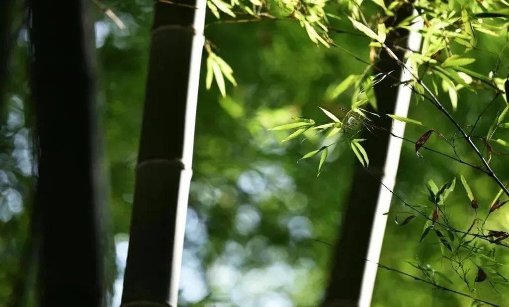 数读公园城市｜在成都 103万亩大熊猫最爱的竹子背后还藏着这样的生态价值
