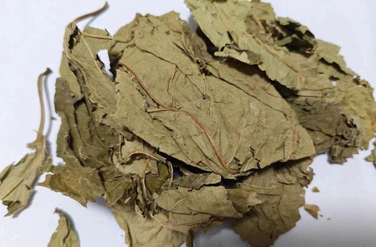 桑叶：清肺润燥、清肝明目，还能抗病毒、抗肿瘤，好处太多了！