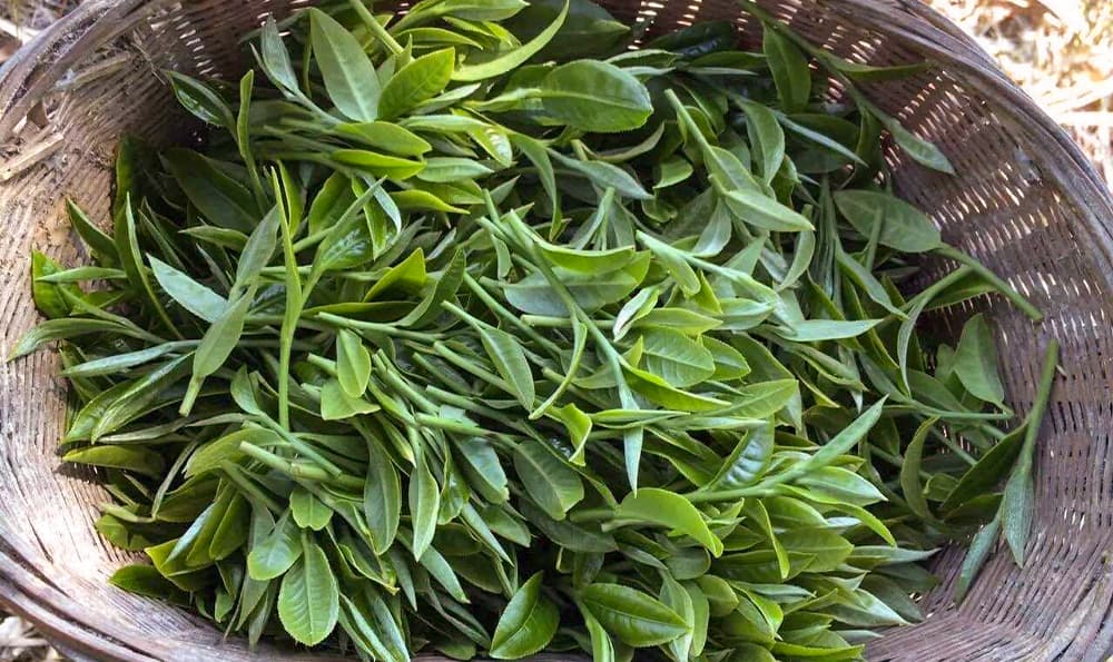 普洱熟茶的发酵原理：微生物、环境与化学反应的完美融合