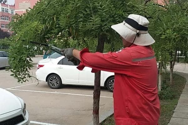 龙爪槐冬季修剪与病害防治全攻略