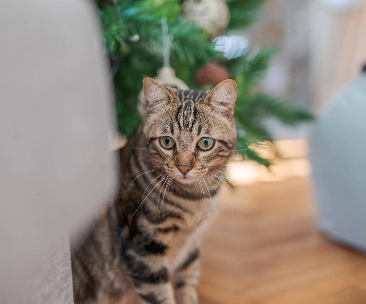 猫界“打架王”狸花猫为啥这么爱打架？揭秘猫界小霸王背后的故事