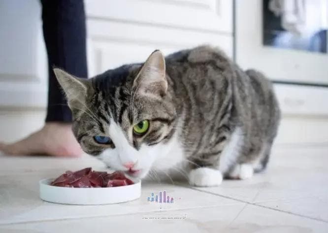 猫咪日常饮食管理：多样搭配，营养均衡的建议和注意事项