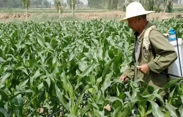 防玉米倒伏，啥时候打控旺药最好？一文读懂