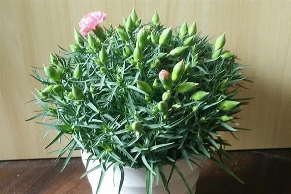新买的康乃馨盆栽蔫了怎么办？可能是这些原因导致的