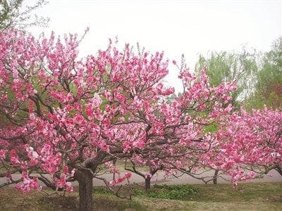 说说北京名花的历史渊源